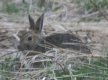 [Snowshoe Hare]