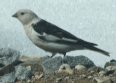 [Snow Bunting]