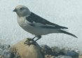 [Snow Bunting]