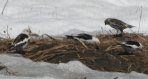 [Snow Bunting]