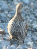 [Spruce Grouse]