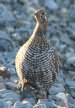[Spruce Grouse]