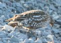 [Spruce Grouse]