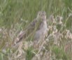 [Sprague's Pippit]