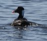 [Surf Scoter]