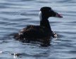 [Surf Scoter]