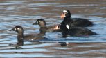 [Surf Scoter]