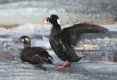 [Surf Scoter]