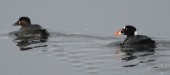 [Surf Scoter]