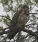 [Swainson's Hawk]