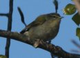[Tennessee Warbler]