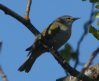 [Tennessee Warbler]