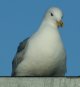 [Thayer's Gull]