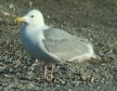 [Thayer's Gull]