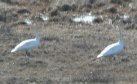 [Trumpeter Swan]