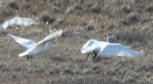 [Trumpeter Swan]
