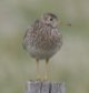 [Upland Sandpiper]