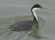 [Western Grebe]
