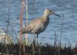 [Willet]