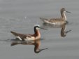 [Wilson's Phalarope]