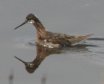 [Wilson's Phalarope]