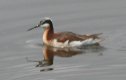 [Wilson's Phalarope]