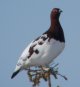 [Willow Ptarmigan]