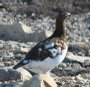 [Willow Ptarmigan]