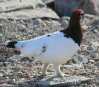 [Willow Ptarmigan]