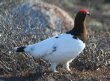 [Willow Ptarmigan]