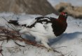 [Willow Ptarmigan]