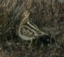 [Wilson's Snipe]
