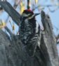 [Yellow-bellied Sapsucker]