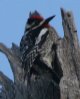 [Yellow-bellied Sapsucker]