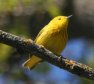[Yellow Warbler]