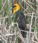 [Yellow-headed Blackbird]