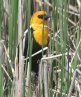 [Yellow-headed Blackbird]