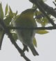 [Yellow-throated Vireo]