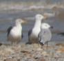 [Adouin's Gull]