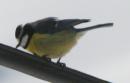 [African Blue Tit]