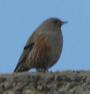 [Alpine Accentor]