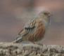 [Alpine Accentor]