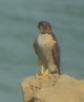 [Barbary Falcon]