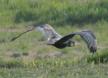[Bald Ibis]