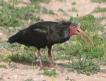 [Bald Ibis]