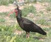 [Bald Ibis]