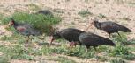 [Bald Ibis]