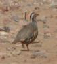 [Barbary Partridge]