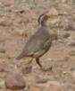 [Barbary Partridge]