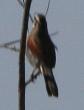 [Black-crowned Tchagra]